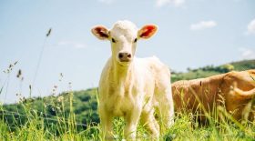 veau retrouvé découpé