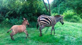 zonkey hybride zèbre