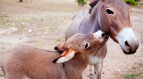 animaux