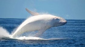 une baleine blanche a été observée au large des côtes australiennes