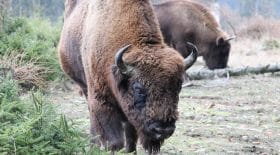 bison chasseur