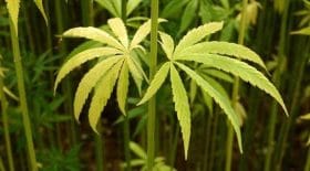 cannabis élu demande légalisation