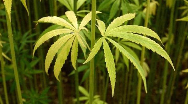 cannabis élu demande légalisation