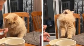 chat