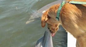 chien dauphin ami