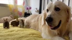 chien golden retriever adopter lapins