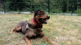 chien maltraitance justice