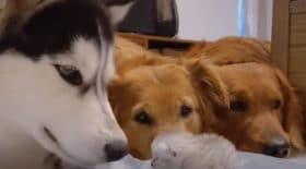 Trois chiens surveillent un chaton