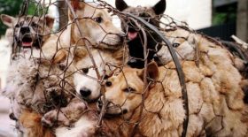 des chiens retenus dans une cage