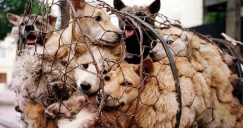 des chiens retenus dans une cage