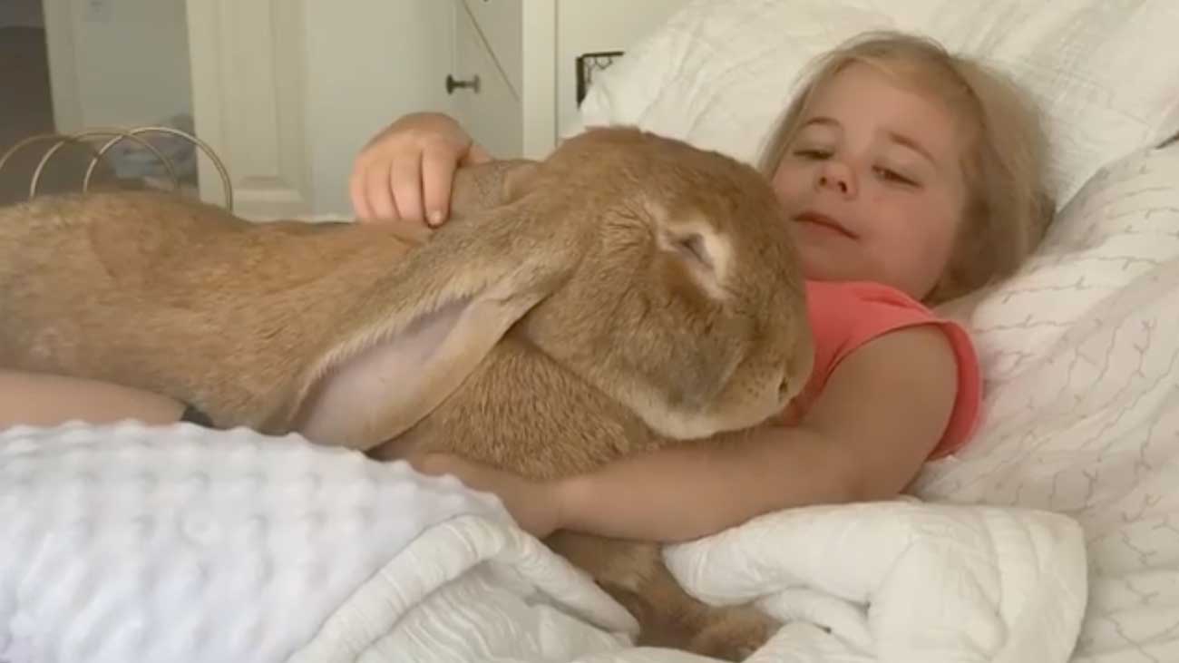 Ce Lapin Geant Affectueux Est Presqu Aussi Grand Que La Petite Fille De La Famille Ce Lapin Geant Affectueux Est Presqu Aussi Grand Que La Petite Fille De La Famille