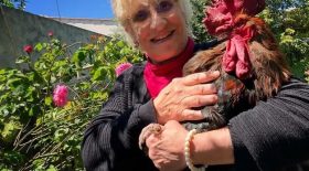 coq maurice