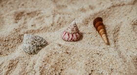 l'énigme du coquillage