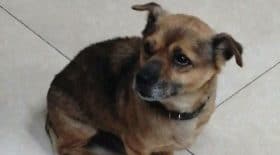 covid-19-ce-chien-attend-retour-de-son-maitre-decede-a-lhopital-pendant-3-mois