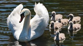maman cygne avec ses petits