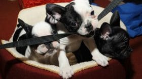 drame-38-chiots-meurent-a-bord-dun-avion-canada
