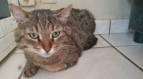 elle-adopte-un-chat-dans-un-refuge-mais-le-ramene-en-moins-de-24-heures