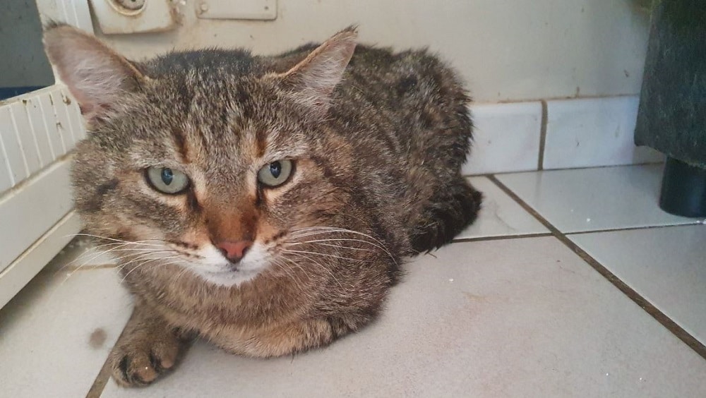 Elle adopte un chat dans un refuge mais 24h plus tard, l