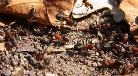 fourmis-rouges-lastuce-pour-sen-debarrasser-sans-pesticides