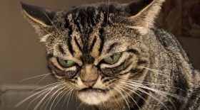 grumpy cat Kitzia