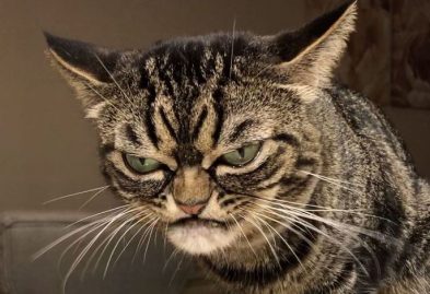 grumpy cat Kitzia