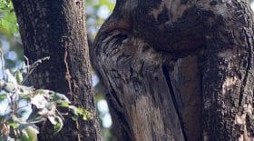 hibou photo cache