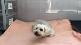 Ce couple abandonne leur chienne de 14 ans dans un refuge. Et lorsque vous allez en découvrir la raison, vous allez être choqués