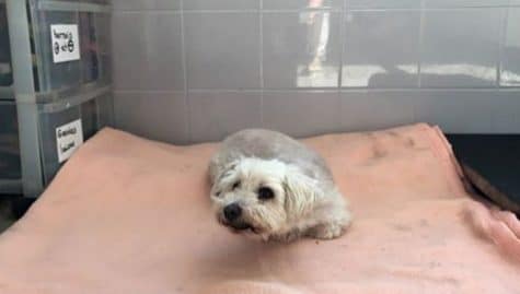 Ce couple abandonne leur chienne de 14 ans dans un refuge. Et lorsque vous allez en découvrir la raison, vous allez être choqués