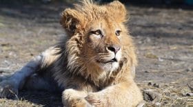 lionceau