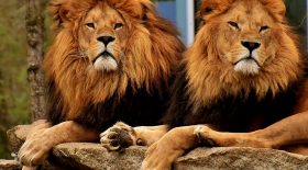 les lions au coeur d'un trafic atroce en Afrique du Sud