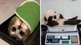 peser animaux