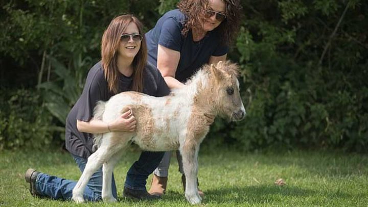 Aucune jument ne voulait adopter ce tout petit poney alors il a été adopté  par une maman et sa fille