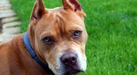 pitbull