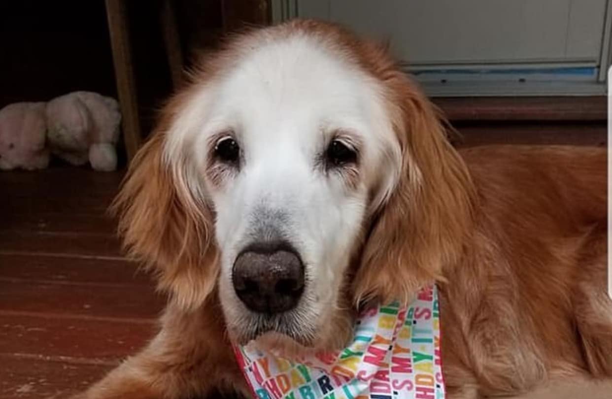 plus vieux chien monde  Golden Retriever  f  te son anniversaire