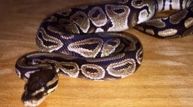 Python