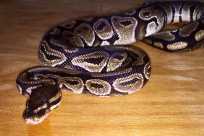 Python