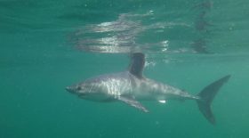 requin mer bateau