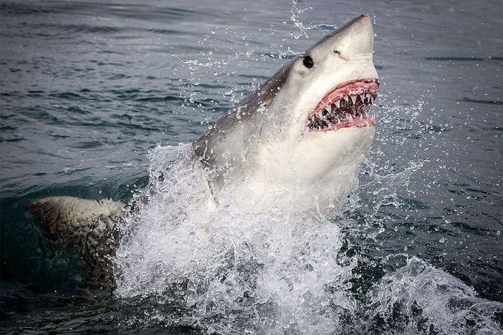 requin surfeur tué Australie