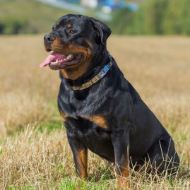 deux chiens ont attaqué un père et sa fille alors qu'ils étaient venus les nourrir