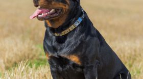 deux chiens ont attaqué un père et sa fille alors qu'ils étaient venus les nourrir
