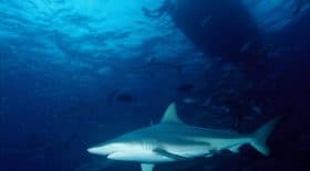 Sicile, un requin blanc rare fait son apparition