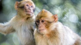 Singes