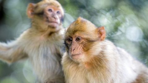 Singes