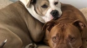 sparky roman frères chien malade
