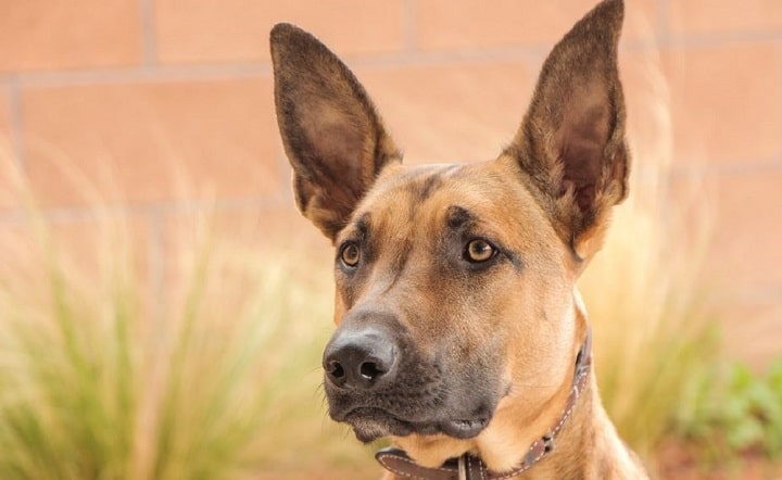 un-homme-tue-son-chien-en-pleine-rue-avec-un-tournevis