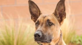 un-homme-tue-son-chien-en-pleine-rue-avec-un-tournevis