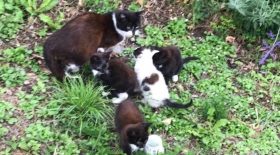 bénévoles sauvetages chats