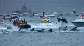 la chasse aux dauphins des îles Féroé révolte les ONG