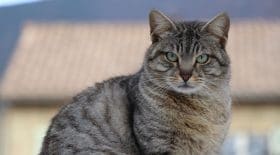 chat virus rare italie