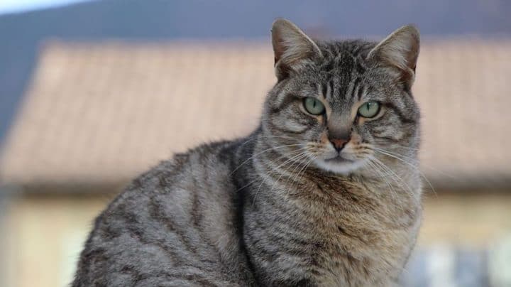 chat virus rare italie